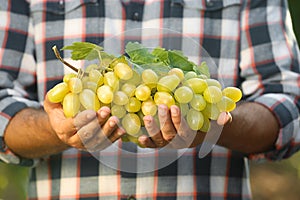 Man holding bunch of fresh ripe juicy grapes