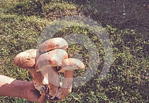 Man holding a bunch of mushrooms.