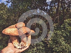 Man holding a bunch of mushrooms.