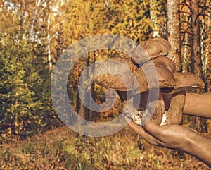 Man holding a bunch of mushrooms.