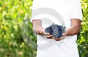 Man holding bunches of fresh ripe  grapes in vineyard, closeup