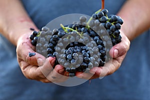 Man holding bunches of fresh ripe juicy grapes