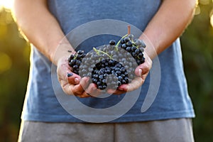 Man holding bunches of  ripe juicy grapes outdoors, closeup
