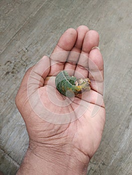 Man Holding burned or dry leaves of Jack Fruit Plant grow in a pot of the home terrace garden