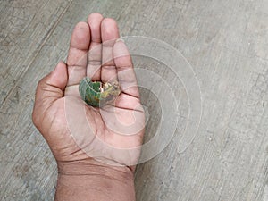 Man Holding burned or dry leaves of Jack Fruit Plant grow in a pot of the home terrace garden