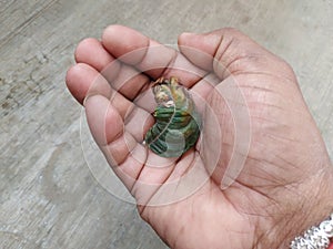 Man Holding burned or dry leaves of Jack Fruit Plant grow in a pot of the home terrace garden