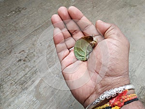Man Holding burned or dry leaves of Jack Fruit Plant grow in a pot of the home terrace garden