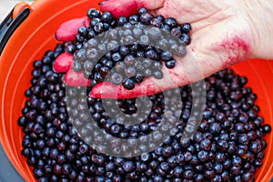 Man holding clean bluecherry in hand.