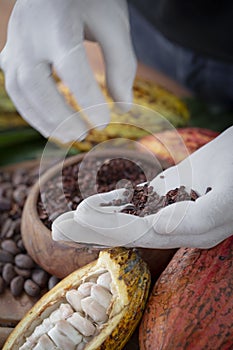 Man Holding Cocoa shell out of Cocoa Roasted for making a cocoa nib and hot cocoa and chocolate. selective focus