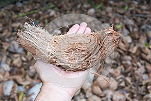 Man holding coconut shell