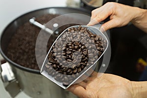 Man holding coffee beans in two hands, checking quality after roasted by modern machine used for roasting beans.