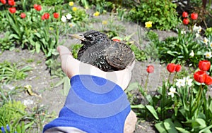 Man holding common starling bird in his hand