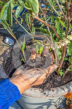 Man holding compost soil in his hands, over a Ocimum basilicum, basil pot plant