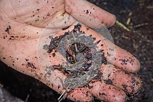 Man holding compost soil and red wiggler worms Eisenia fetida in his hands