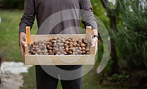 Man holding a crate of fresh picked walnuts closeup