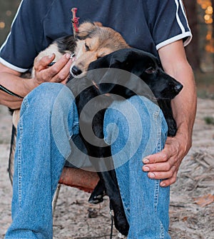 Man holding cute dogs snuggling up and pressing to each other in forest