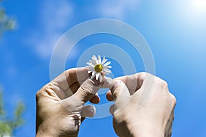 A man holding a Daisy in his hands. The concept of divination, luck and fate. Morning, summer, Sunny skies