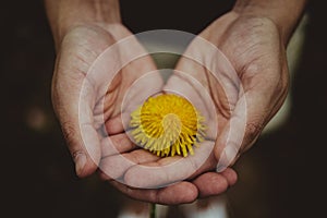 Man holding a dandelion flower