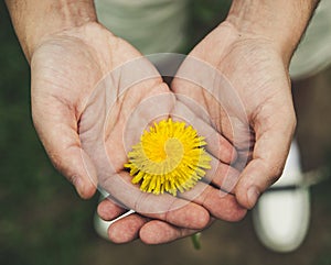 Man holding a dandelion flower