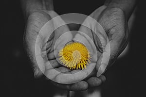 Man holding a dandelion flower