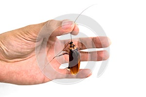 Man holding dead cockroach isolate on white background