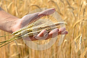 Man holding ears of wheat