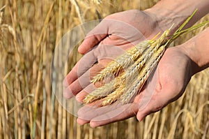 Man holding ears of wheat
