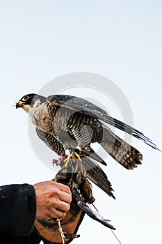 Man holding a falcon before using it to hunt birds in a forest photo