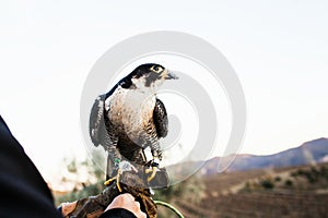 Man holding a falcon before using it to hunt birds in a forest photo