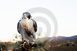 Man holding a falcon before using it to hunt birds in a forest photo