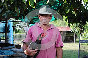 A man holding a fight chicken in the farm.