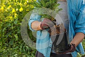 Man holding fir spruce with roots and dirt in a pot ready to be plant