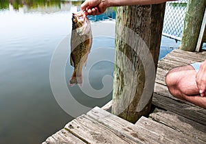 Man is holding fish bass in hand