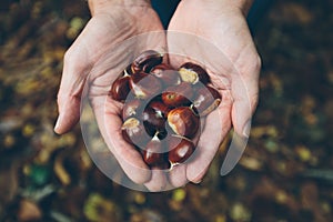 Man holding fresh chestnuts picked from forest floor