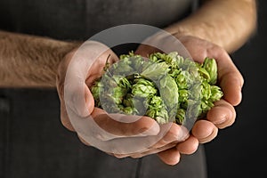 Man holding fresh green hops, closeup