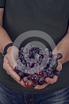 Man holding fresh red seedless grapes