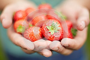 Man Holding Freshly Picked Strawberries