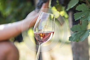 Man holding glass of red wine in vineyard field. Wine tasting in outdoor winery