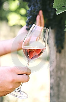 Man holding glass of red wine in vineyard field. Wine tasting in outdoor winery
