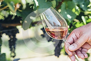 Man holding glass of red wine in vineyard field. Wine tasting in outdoor winery