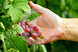 Man holding grape cluster