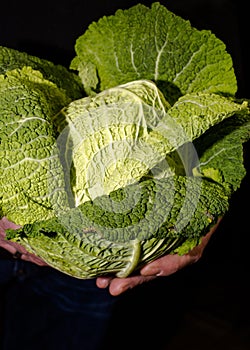 A man holding a green cabbage