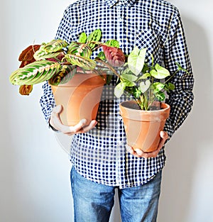 Man holding green house plants marantha fascinator tricolor and syngonium in terracotta pots