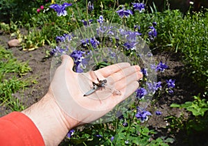 Man holding in hand dead dragonfly. Insects extinction concept