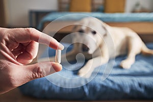 Man is holding in hand pill for ill dog