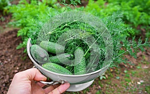 Man holding the Harvest of Raw organic cucumbers and dill in vintage colander in the garden. Ingredients for pickling