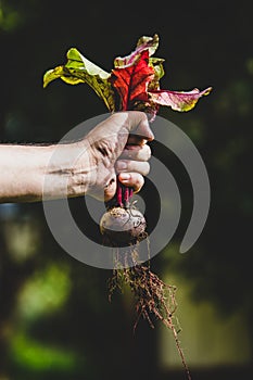 Man holding a harvested beetroot or beet
