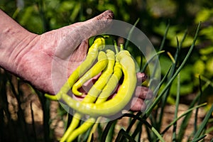 Man holding harvested hot chili peppers