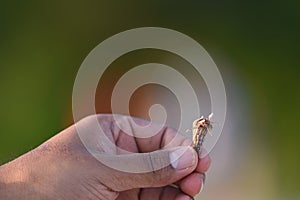 A man holding hermit Crab