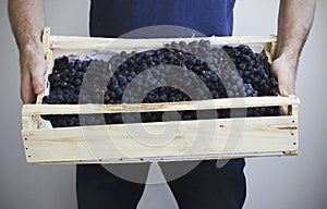 Man holding in his hands the box of black grapes